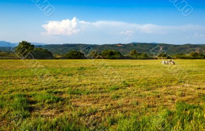 Prairie landscape with two cows in the distance