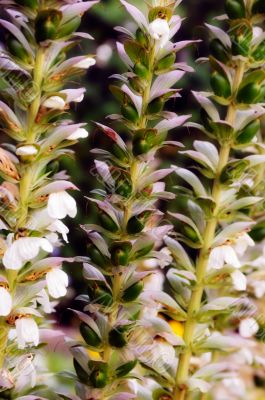 Acanthus Mollis plant