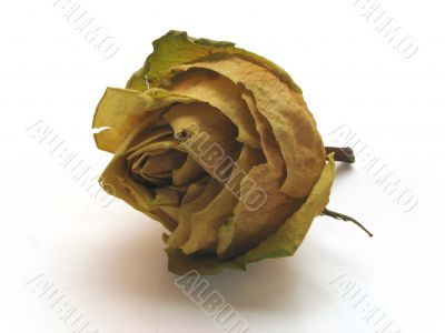 dead roses 03