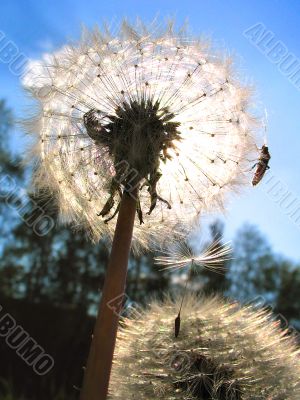 white dandelion 01 white dandelion 01