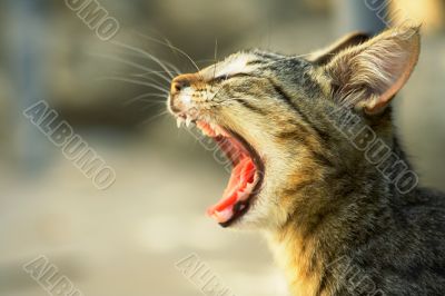 Yawning cat