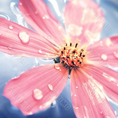 Pink flover in blue water