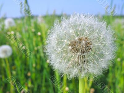 white dandelion 02