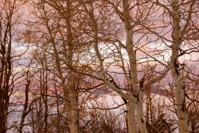 Winter sunset, aspens in snow Winter sunset, aspens in snow