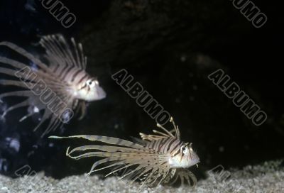 Lionfish pair swimming together