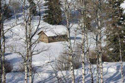 Old western cabin in snow with aspens Old western cabin in snow with aspens