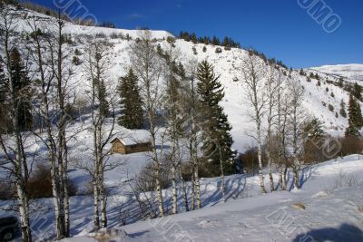 Old western cabin in snow with aspens