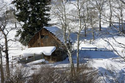 Old western barn in snow with aspens
