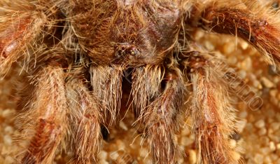 Big Bird Spider, Avicularia spec.