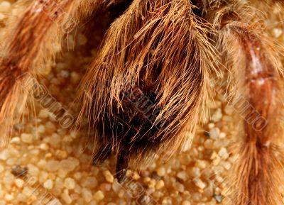 Big Bird Spider, Avicularia spec.