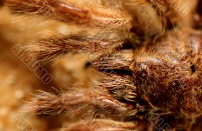 Big Bird Spider, Avicularia spec.