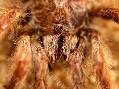 Big Bird Spider, Avicularia spec.