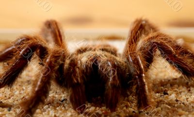 Big Bird Spider, Avicularia spec.