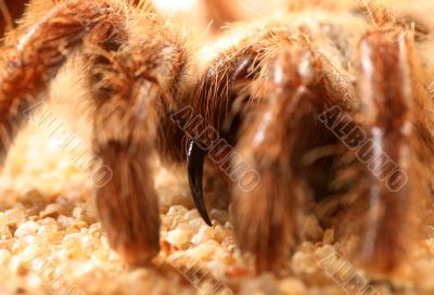 Big Bird Spider, Avicularia spec.