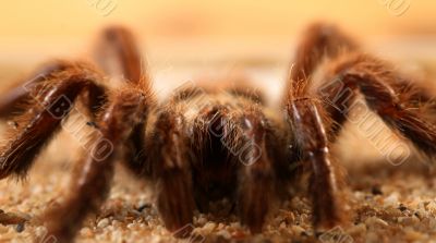 Big Bird Spider, Avicularia spec.