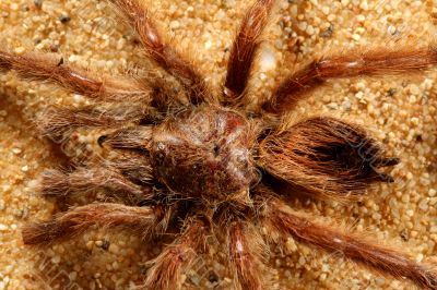 Big Bird Spider, Avicularia spec.