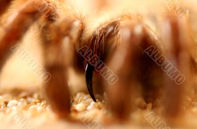 Big Bird Spider, Avicularia spec.