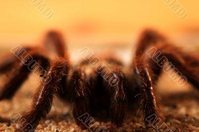 Big Bird Spider, Avicularia spec.