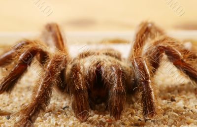 Big Bird Spider, Avicularia spec.