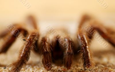 Big Bird Spider, Avicularia spec.