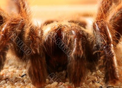 Big Bird Spider, Avicularia spec.