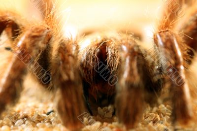 Big Bird Spider, Avicularia spec.