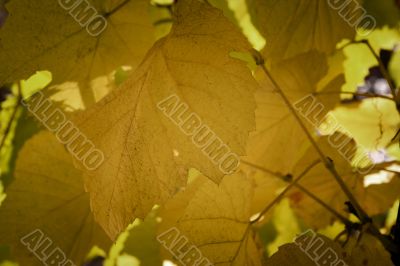 Beautiful background leave