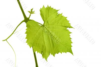 Grape leaf