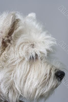 white terrier