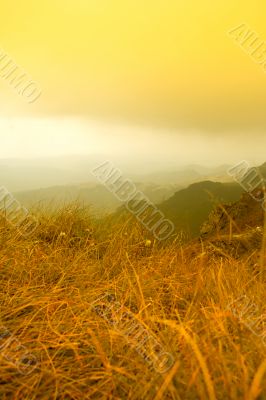 yellow hills