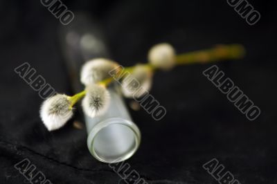 Pussy willow and test tube