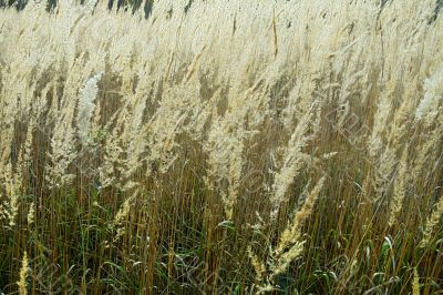 autumn dry grass