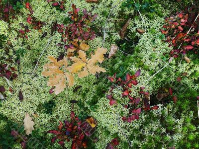 forest carpet