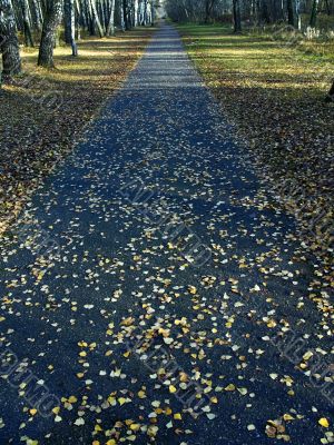 autumn path