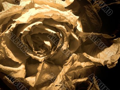 dry roses background