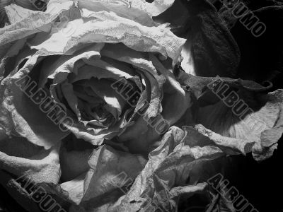 dry roses background