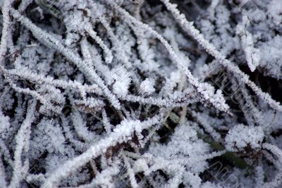 Snowy twigs