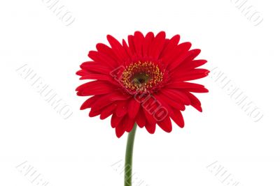 Gerbera Daisy