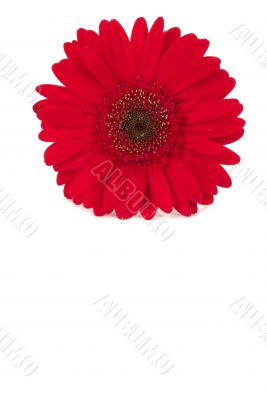 Gerbera Daisy