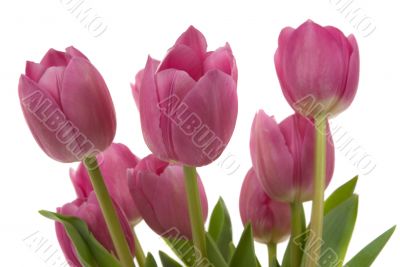 Tulips