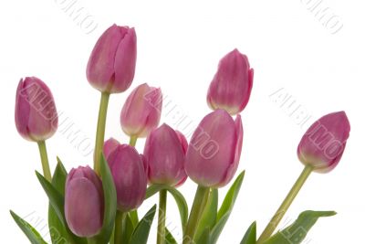 Tulips Tulips