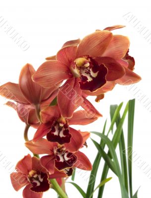 Orchid