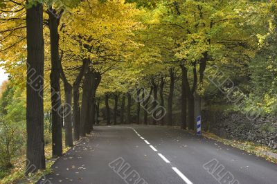 Yellow autumn Yellow autumn