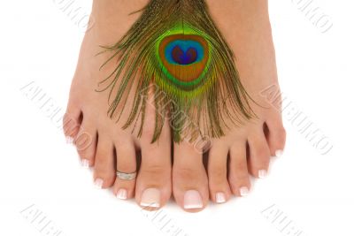 Pedispa