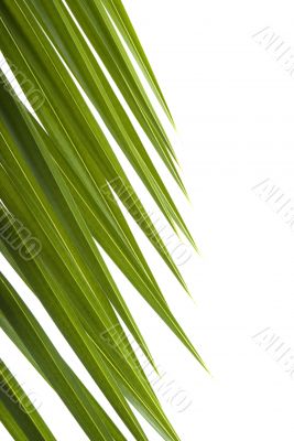 Palm Frond Palm Frond
