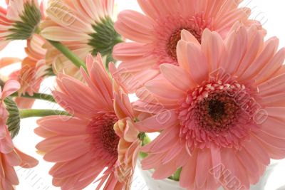 Gerbera Daisy Gerbera Daisy