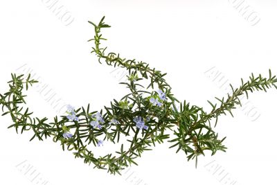 Rosemary