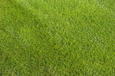 Grass Grass