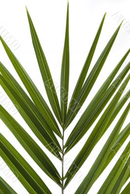 Palm Frond Palm Frond
