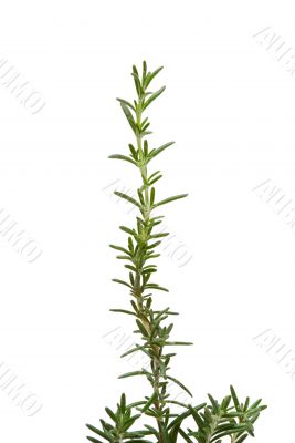 Rosemary Rosemary
